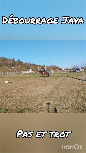 Débourrage Java : pas et trot #horse #equitation #equestrian #cheval #pony #poney