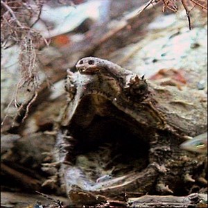 7.3M views · 3.8K reactions | These turtles can amputate fingers super easily!! #TheAquarium | Animal Planet | Facebook