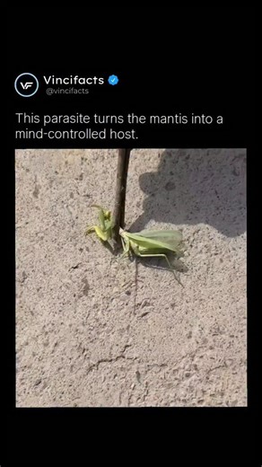 𝐅𝐀𝐂𝐓 | 𝐇𝐈𝐒𝐓𝐎𝐑𝐘 | 𝐈𝐍𝐅𝐎 on Instagram: "One of nature’s darkest mind-control stories happens inside a simple praying mantis. 🦗🧠🐍 What you’re seeing isn’t just a bug — it’s a host being controlled by a parasite known as a horsehair worm. These worms grow and mature inside insects, silently feeding and waiting until the right moment. When it’s ready to leave, the worm doesn’t escape normally. It rewires the mantis’s brain. The insect suddenly seeks water — something a healthy mantis