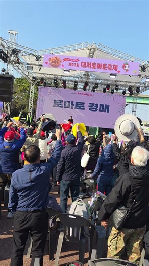 부산 대저 토마토 축제 2026 🍅 직접 가보니 난리났습니다 (짭짤이 토마토 실물 후기
