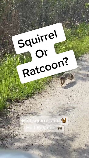 Giant Florida Squirrels: The Fat Fox Squirrel and Ratcoon Hybrid Explained