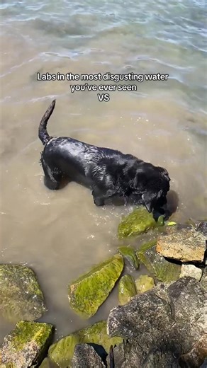 It’s like they love living in filth #labrador #dogsoftiktok #blacklab #funnydog #lakedog