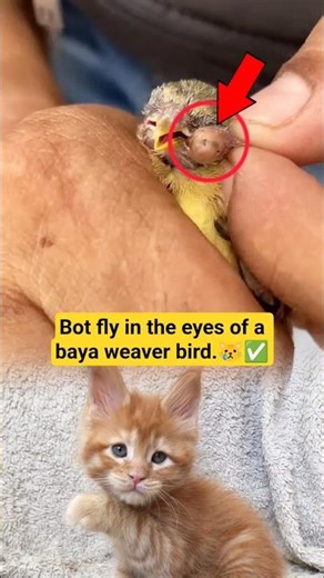 Bot fly in the eyes of a baya weaver bird #BayaWeaver #Botfly #BirdRescue #WildlifeRescue #Nature