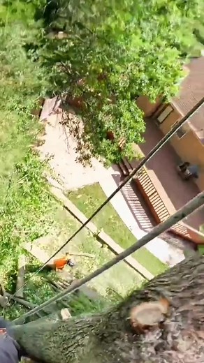 #notchequipment #climber #climblife #climbhigher #professional #treework #arborist #treelife #treeguy #stihl #husqvarna-002 | Big Tree