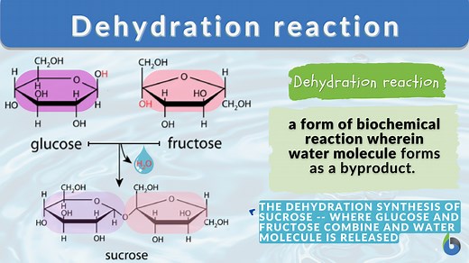 Dehydration reaction - Definition and Examples - Biology Online Dictionary
