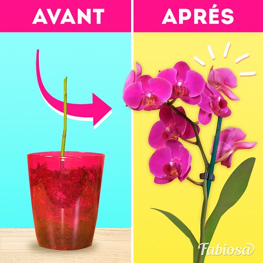 Nous allons vous montrer des manières simples de prendre soin de votre orchidée à la maison. | Fabiosa France