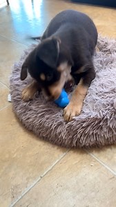 Mike Wasowski, the little guy we're featuring for Giving Hearts Day this year, is available for adoption! Are you a person with a lot of playful energy that could match his? If so, please put in an application on our website! Here you can see him playing with some of his Giving Tree gifts. That Kong chew toy is his favorite thing! | 4 Luv of Dog Rescue