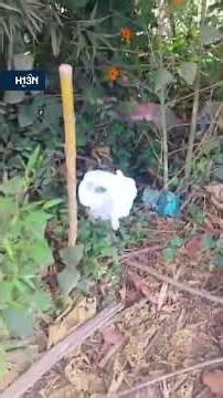 What is happening to the animals in El Santuario? Enzo was allegedly poisoned in Potrerito