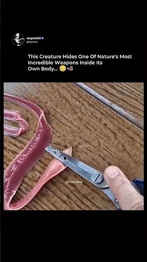 The Ribbon Worm's Hidden Weapon Is Unbelievable 😳