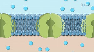 Active Transport - From Molecules to Organisms: Structures and Processes - JoVE K12