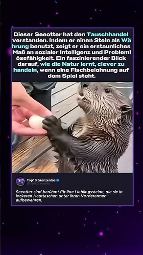 This sea otter really wanted to trade for fish
