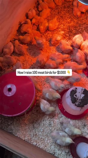 #ChicksForSale 🐥 | #HealthyChicks 🌾 Ready to grow your flock with top-quality day-old chicks? 🚜 Raised with love, available now for pickup or shipping! 🐔 Variety of breeds available – get yours before they’re gone! 📩 Message for more details & pricing! 🌿 Support local farms & start your homesteading journey today! #BackyardChickens #FarmFresh #PoultryLovers