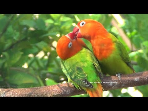 Lovebird Chirping Sounds - Two Green Opaline