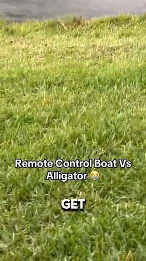 49K views · 198 reactions | Remote Control Boat Vs Alligator  (22happygilmore/IG) #fishing #remotecontrol #gator #alligator #floridafishing | Thebassfinder | Facebook