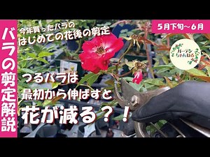 [Pruning rose seedlings] We will explain how to prune after the first flowering!