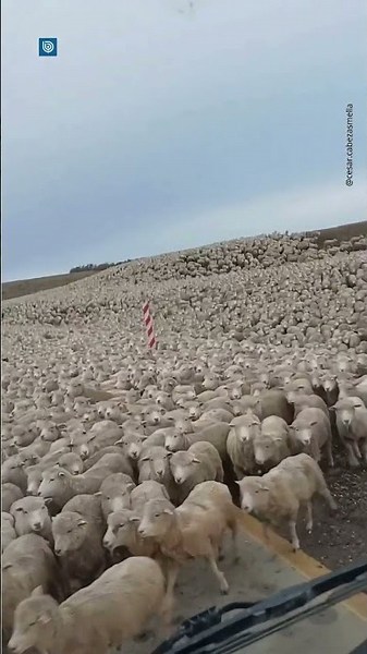 Man was "trapped" in the middle of a flock of sheep: "They said there were 25,000"