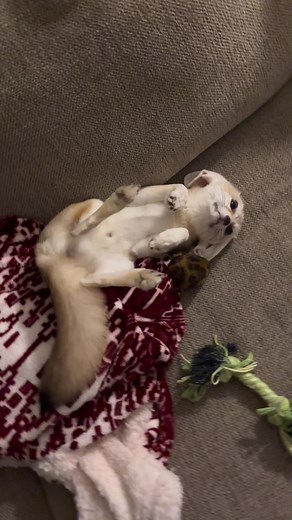 Fennec Fox: Playful Pet Belly Rubs
