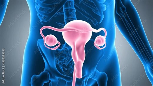 Professional medical visualization animation of female reproductive anatomy featuring uterus fallopian tubes and ovaries shown in pink within a translucent blue human body against a softly blurred bac