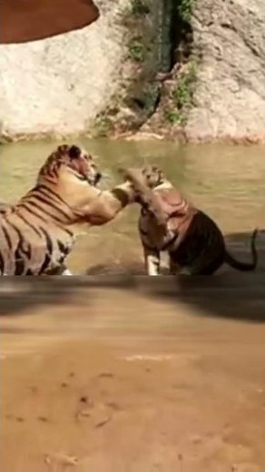 TIGER VS TIGER Tiger 🐅 sneaks up on another tiger 🐅