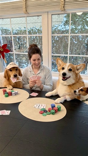 Hamilton & Olivia on Instagram: "Staycation mode activated. Transparently, we have separation anxiety from our dogs, so leaving them is almost always out of the question... but with @trustedhousesitters , Hammy and Fiona get to stay happy at home. Their adventurous pet sitters provide pet care in exchange for a place to stay, so they don’t charge to look after our pets while we travel. It’s a simple exchange! Check the link in our bio to learn more!"