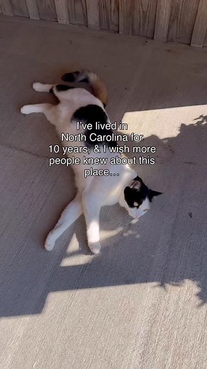 Seagrove, North Carolina is the handmade pottery capital of the United States, which means you have 100 studios to shop for holiday gifts! 🎁 We have some personal favorites like @benowenpottery, @bluehenpottery, @crystalkingpottery, @the_triangle_studio, and @eckmccanless - but a stop at NC Pottery Center for a map and help from the experts is also a great idea! Please remember to shop local this holiday season. 🎁 Your gifts gives back to the local community when you do. #nc #nctripping #north