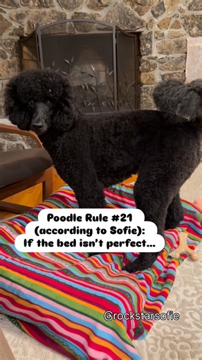 Sofie Dora the Wild Child on Instagram: "Sofie’s poodle rule #21: Comfort = dedication + drama, and she’s fully committed to both 🤭 Every blanket requires a full inspection, a few design adjustments, and one dramatic flop to seal the deal. 💬 Comment “Diva” if your pet follows the same rule. . . . . #PetReels #DogBehavior #DogPersonality #SillyDog #DogLoversClub #StandardPoodleLife #PoodlePersonality #PoodleParents"