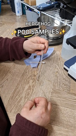 Wanna look at poo through a microscope? 💩 Then you're in the right place 🫶 Collecting and analysing faecal samples is vital part of the diagnosis process at Thorne Hedgehog Rescue C.I.C 🦔 You can tell a lot about whats going on inside the hog but what they squeeze out 💩 These samples help us diagnosis fluke, lung worm and so many more | Thorne Hedgehog Rescue C.I.C