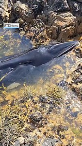 Galway tour guide Damian O’Malley interrupted an outing of Roundstone Bay and Island to help rescue a beached whale calf. Mr O’Malley got the tourists to help him pour buckets of sea water over the whale. The whale began to make more noise and then more movement. Eventually, Mr O’Malley used his boat to drag the animal off the rocks. On its fourth attempt, the whale calf was free and was swimming in around in the bay. #rténews #whale #rescue #galway | RTÉ News