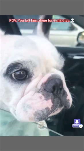 funniest Dog chaos reaction ever recorded 🤣 | Funny Expressions, reactions, chaos & comedy moments 😆