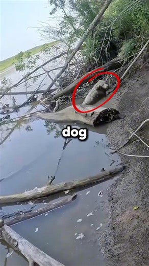 Dog Trapped Under Log In River Until.. (‪@WhatInTheWorld_Tom‬)