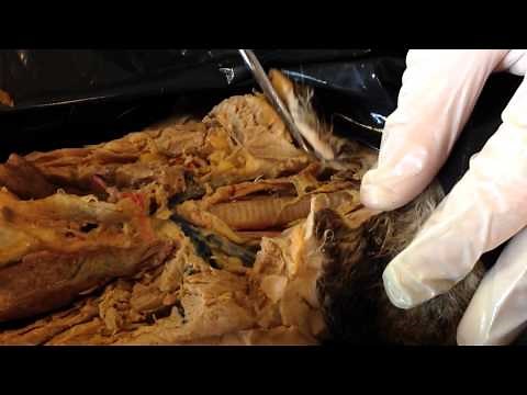 Cat Dissection - Major Organs of the Thoracic Cavity
