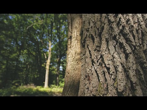 Épisode 3 : L'Amont de la forêt (le chêne)