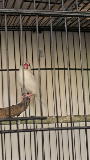 Java setting up nest #birds #pets #shorts