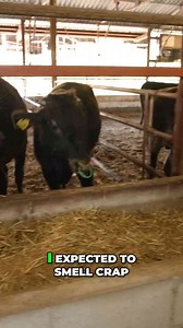 Kobe beef: The truth behind the price & its origins!