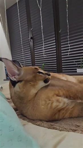 Floppa Perseus is sleepy #каракал