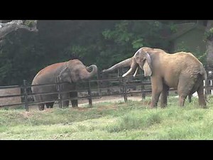 Friendship Between African Elephant And Asian Elephant Mysore Zoo Mysore Tourism Karnataka Tourism