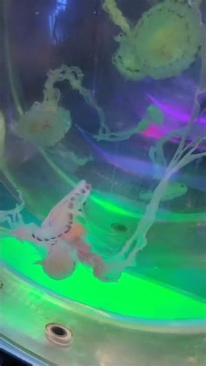 Purple striped seanettle(Chrysaora colorata)