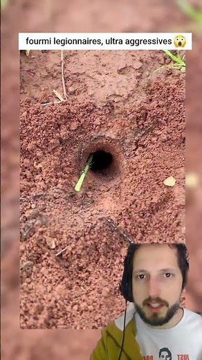 Army ants, which are extremely aggressive