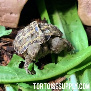 So far so good on the double headed baby Russian tortoise. Both heads are eating and it’s getting more coordinated moving around. Buries itself all the time like babies should. Fingers still crossed but it’s looking good! | TortoiseSupply.com