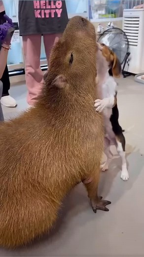 Capybara finds on Instagram: ""