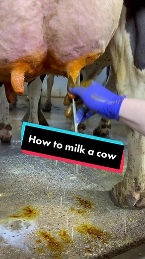 Milk a Cow Like a Pro: Farm Tutorial