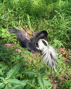 Released baby skunks digging for bugs!! We just released these baby skunks and the very first thing they do, every time, is immediately start digging for grubs and bugs to eat. People don’t often realize that the job of a skunk is to control the insect population in the world. It’s a job that they very much love. Skunks only spray if they are in fear of their life. They have several warning signs that they give before spraying. If you respect the skunks and their warnings, no one needs to be spr