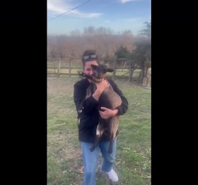 Fainting goat reacts to sudden approach in Saint Charles, Iowa, USA