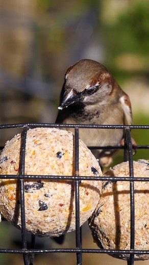 House Sparrow Eating from a Feeder Wincent EDFKI #bird #nature #wildlife | HAWI Studios