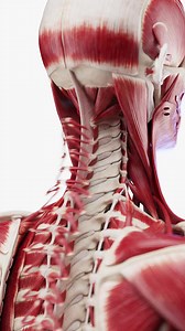 Get an inside look at the complex network of neck muscles with our unique exploded view model. This tool is invaluable for anyone looking to deepen their understanding of how the neck functions, from medical educators to students and healthcare practitioners. It offers a clear view of each muscle's position and role in neck movement and stability. Visit our website to learn more about this unique educational model: https://www.sciepro.com. #NeckMuscleAnatomy #3DModeling #HealthEducation #SciePro