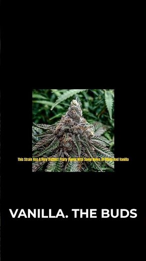 Runts: The Perfect Balanced High for Creativity & Relaxation!