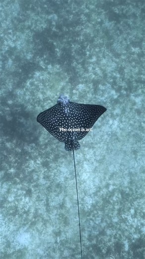 Lexi Addison on Instagram: "You can look at the ocean a hundred times and still notice something different. It never stays the same, and that’s the best part. 🌊 #ocean #marinelife #underwatervideography #wildlifephotography #natureisbeautiful"