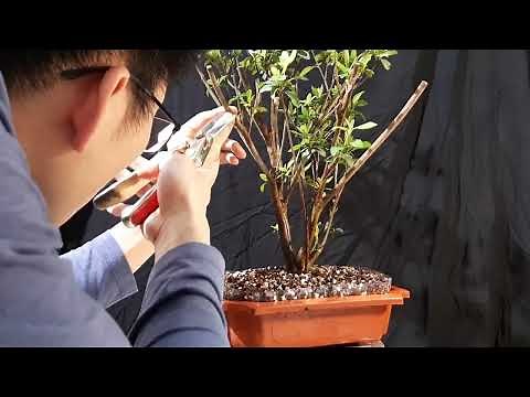 Azalea Material for Bonsai