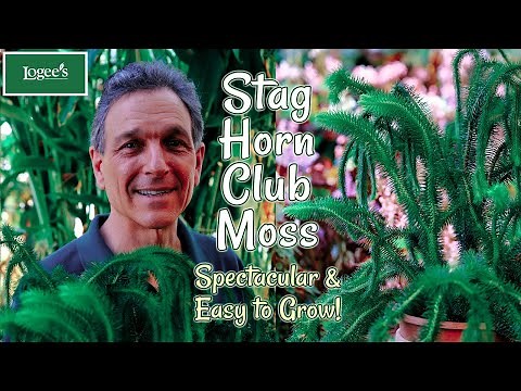 Stag Horn Club Moss (Lycopodium squarrosum) ~ A Spectacular and Easy-to-Grow Houseplant!