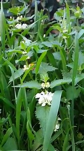 3.6K views · 172 reactions | Can you guess which #bumblebee species...